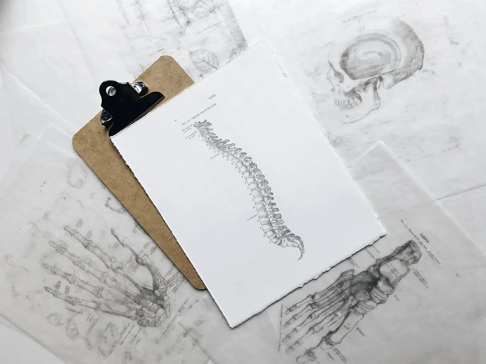 Desenho anatômico da coluna vertebral sobre uma prancheta